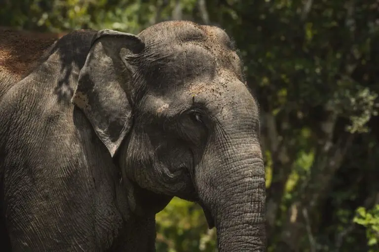 Elephant In Udawalawa National Park